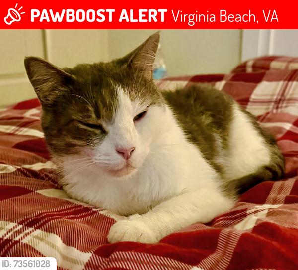 Lost Male Cat last seen Marina Lake Rd, Virginia Beach, VA 23452