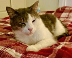 Lost Male Cat last seen Marina Lake Rd, Virginia Beach, VA 23452
