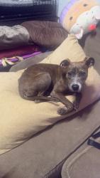 Shelter Stray Female Dog last seen Near N Autumn Dr, Rochester, NY 14626, USA, 500 Maiden Ln, Rochester, NY 14616, USA