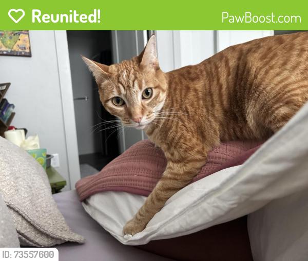 Reunited Male Cat last seen McMillan and Meridian Rds, Meridian, ID 83646
