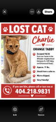 Lost Male Cat last seen N. Druid Hills Road, Atlanta, GA 30319