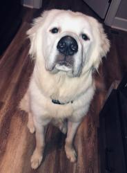 Reunited Male Dog last seen Stoney Creek Walking Trails, Guilford County, NC 27377
