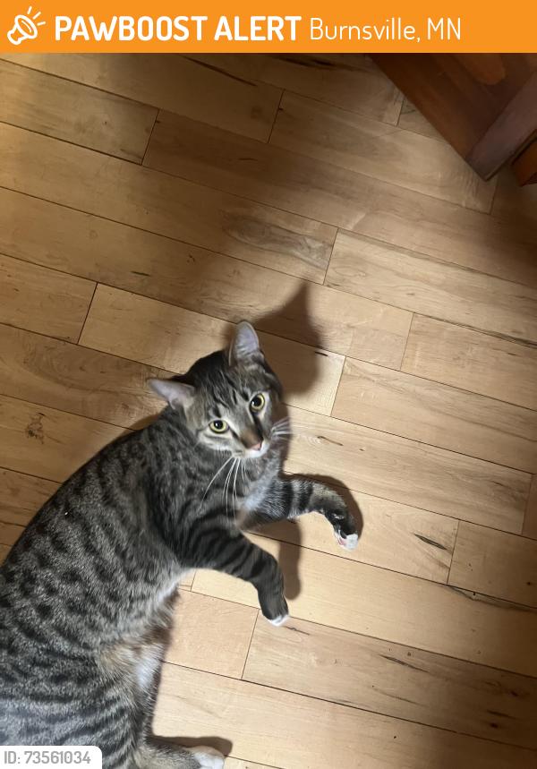 Found/Stray Unknown Cat last seen Oak Leaf Court, Burnsville, MN 55337