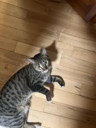 Found/Stray Unknown Cat last seen Oak Leaf Court, Burnsville, MN 55337
