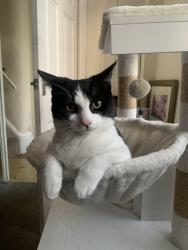 Lost Female Cat last seen Leigh, Greater Manchester, England WN7 1RG
