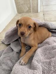 Reunited Male Dog last seen S Florida Avenue, Lakeland, FL 33803