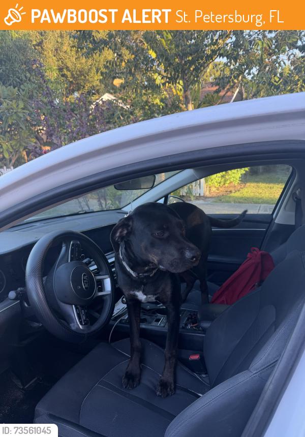 Found/Stray Male Dog last seen Burlington Ave, St. Petersburg, FL 33710