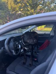 Found/Stray Male Dog last seen Burlington Ave, St. Petersburg, FL 33710