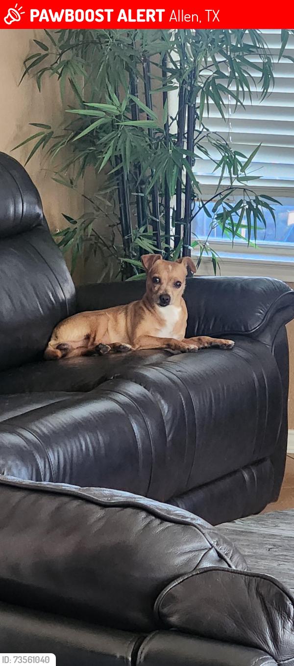 Lost Male Dog last seen Main, Allen, TX 75002