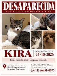 Lost Female Cat last seen Perto de: Quadra Poliesportiva José Rosa de Siqueira, Escola Municipal Professora Célia Leonor Lopes Lunardini, e Igreja Nossa Senhora Das Graças, Itapema, SP 08900-000