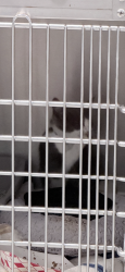 Reunited Male Cat last seen Elinor place, Yonkers, NY 10705