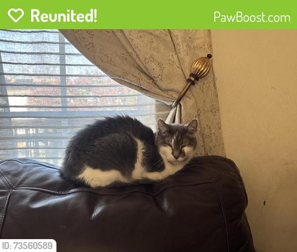 Reunited Male Cat last seen Intersection of Hyannis and Woodlake, Carol Stream, IL 60188