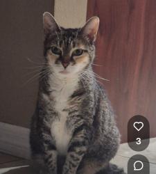 Reunited Female Cat last seen Clover Blossom Cir, Suncoast Meadows, FL 34638