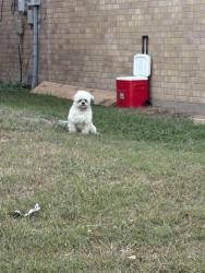 Found/Stray Unknown Dog last seen Volunteer drive and spring meadow, Arlington, TX 76014