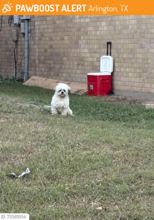 Found/Stray Unknown Dog last seen Volunteer drive and spring meadow, Arlington, TX 76014