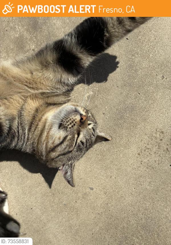 Found/Stray Male Cat last seen Near n Maroa, Fresno, CA 93704