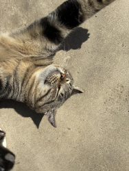 Found/Stray Male Cat last seen Near n Maroa, Fresno, CA 93704
