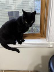 Found/Stray Female Cat last seen Baker St E and Oakdale, Saint Paul, MN 55107