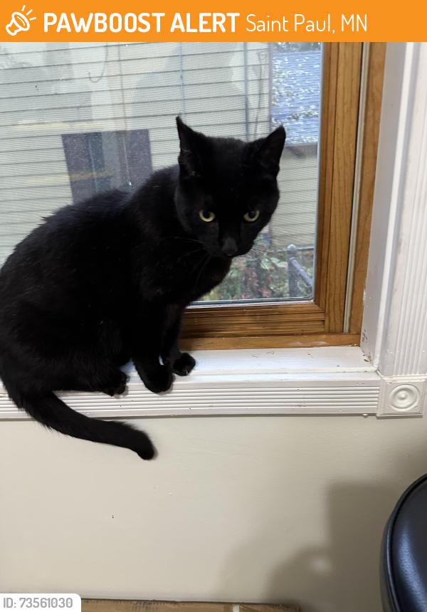Found/Stray Female Cat last seen Baker St E and Oakdale, Saint Paul, MN 55107