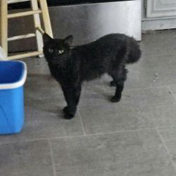 Reunited Male Cat last seen Mulberry street, Lancaster, OH 43130