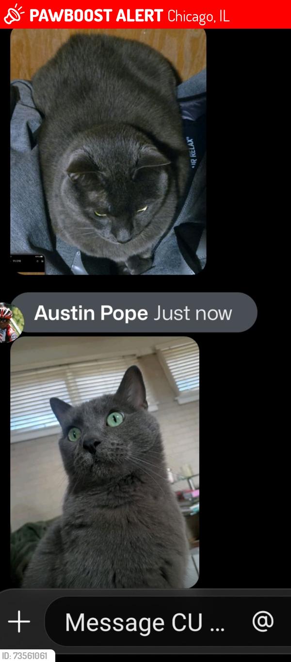 Lost Male Cat last seen Near Michigan ave, Chicago, IL 60619
