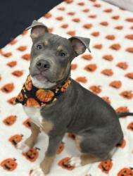 Shelter Stray Male Dog last seen Near BLOCK GRAYTON ST, DETROIT, MI 48224, 1431 E Ferry St, Detroit, MI 48211, USA