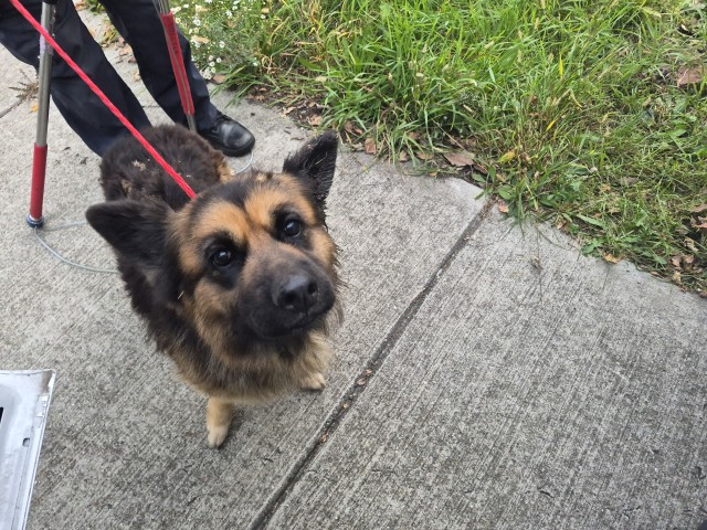 Shelter Stray Female Dog last seen Near BLOCK KENDALL ST, DETROIT, MI , 48238, 1431 E Ferry St, Detroit, MI 48211, USA