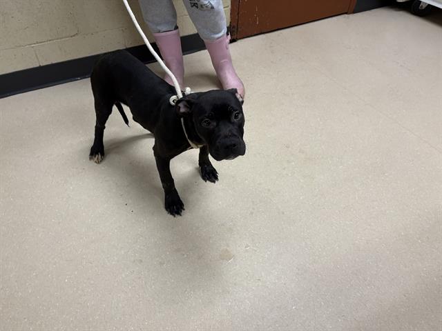 Shelter Stray Male Dog last seen Near BLOCK W SILVER SPRING DR, 3839 W Burnham St, West Milwaukee, WI 53215, USA