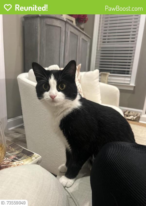 Reunited Female Cat last seen davencroft subdivision, Winterville, NC 28590