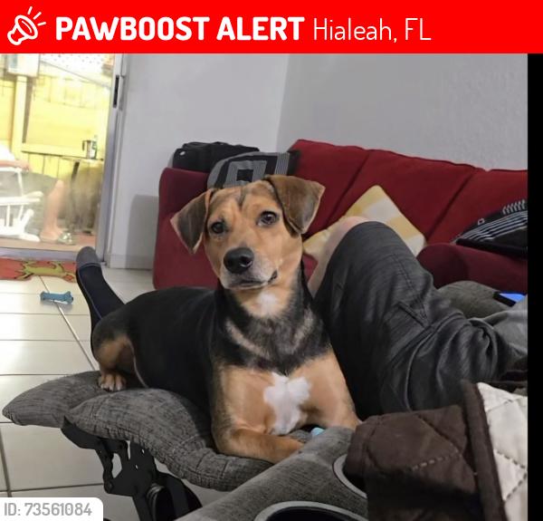 Lost Male Dog last seen Gus Machado Ford, Hialeah, FL 33012