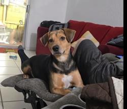 Lost Male Dog last seen Gus Machado Ford, Hialeah, FL 33012