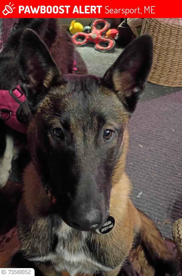 Lost Female Dog last seen Seen on Dwelly Rd next to half moon pond at 1120 yesterday, Searsport, ME 04974