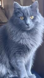 Reunited Female Cat last seen Castle rd, Bristol, CT 06010