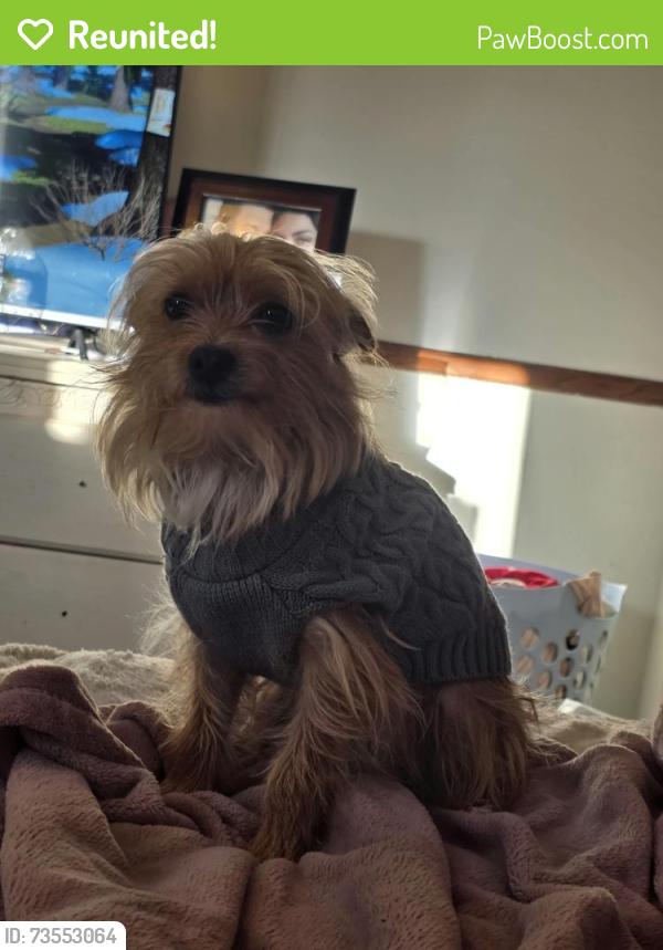 Reunited Male Dog last seen Near greenfield ave st Paul mn 55112, Saint Paul, MN 55112