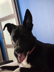 Reunited Female Dog last seen Near Cross Ties Restaurant, Thomasville, NC 27360