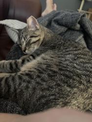 Lost Male Cat last seen 67th and El Monte, Prairie Village, KS 66208