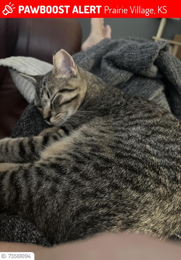 Lost Male Cat last seen 67th and El Monte, Prairie Village, KS 66208