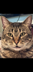 Lost Female Cat last seen Near Shoals Trail, Dallas GA, Dallas, GA 30132