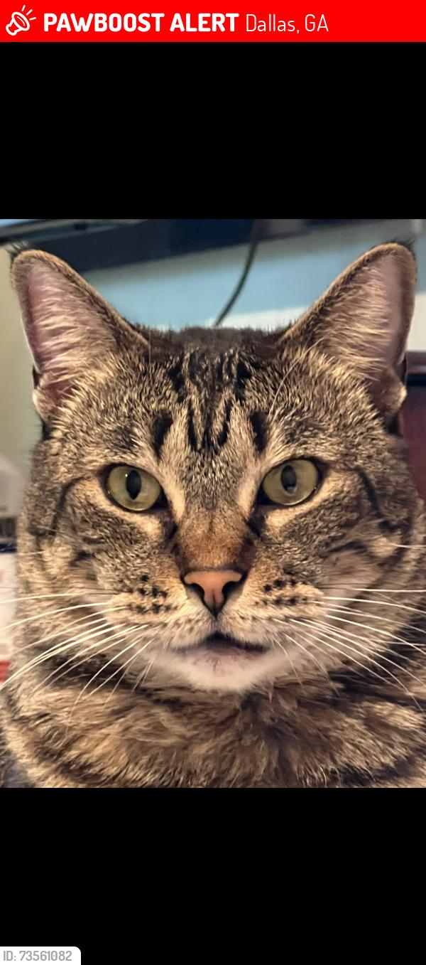 Lost Female Cat last seen Near Shoals Trail, Dallas GA, Dallas, GA 30132