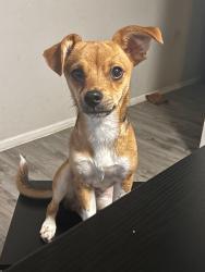 Lost Male Dog last seen Cullen blvd, Houston, TX 77023