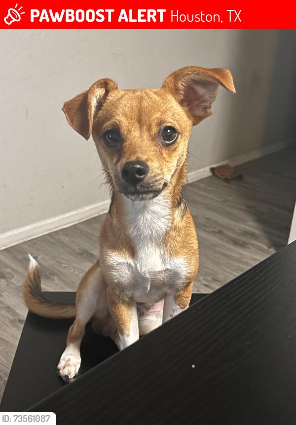 Lost Male Dog last seen Cullen blvd, Houston, TX 77023