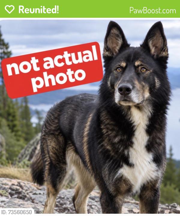 Reunited Male Dog last seen N Kendall Rd, Sequim, WA 98382, USA, Sequim, WA 98382