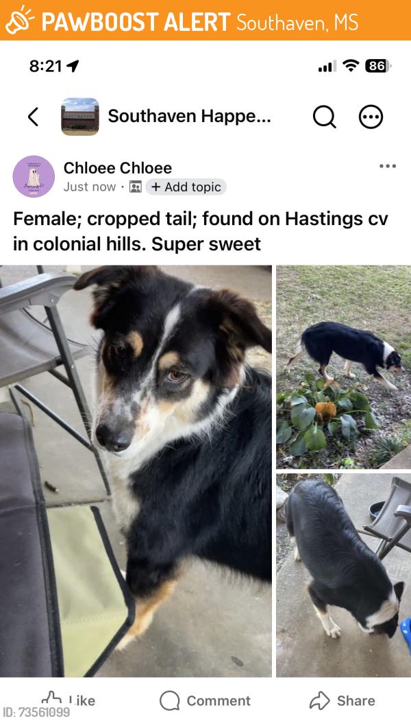 Found/Stray Female Dog last seen colonial hills neighborhood, Southaven, MS 38671