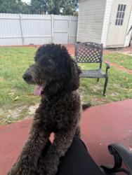 Lost Male Dog last seen Se escaparon de nuestro patio, Hialeah, FL 33012