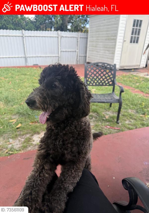 Lost Male Dog last seen Se escaparon de nuestro patio, Hialeah, FL 33012