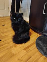 Lost Male Cat last seen River rd, Davidson County, NC 27299