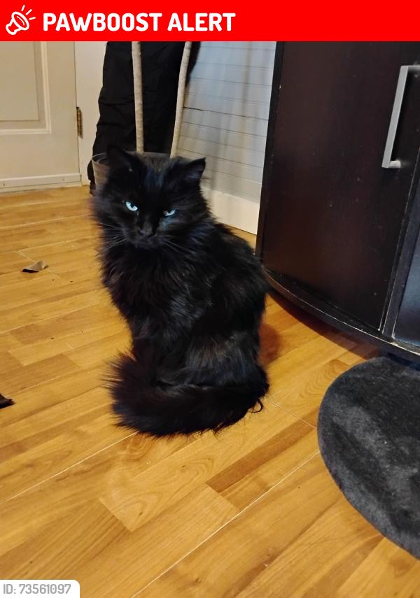 Lost Male Cat last seen River rd, Davidson County, NC 27299