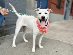 Shelter Stray Female Dog last seen Near E 21st Street, NEW YORK, NY, 10010, 326 E 110th St, New York, NY 10029, USA