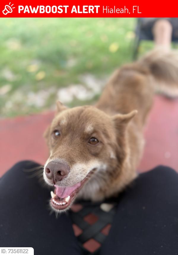 Lost Female Dog last seen Se escaparon de mi patio, Hialeah, FL 33012