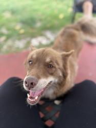 Lost Female Dog last seen Se escaparon de mi patio, Hialeah, FL 33012